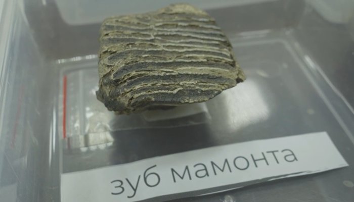 Более 180 тысяч находок обнаружили при раскопках в Усольском районе