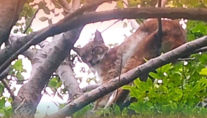 На КБЖД рысь заскочила во двор к местному жителю
