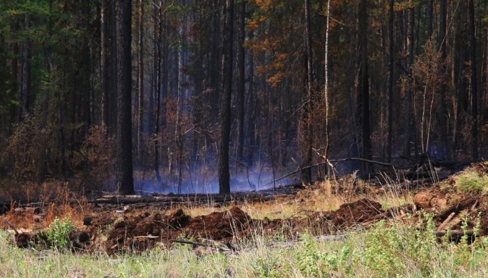 Два лесных пожара потушили в прошедшие сутки в Приангарье