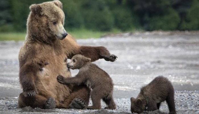 В Киренске медведь вышел к людям