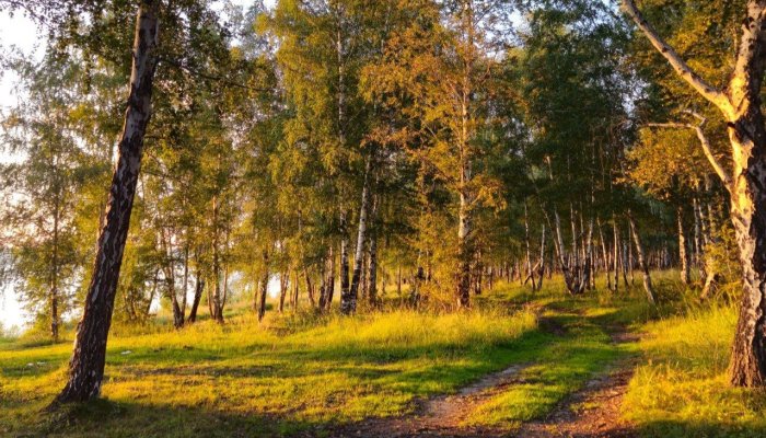 Это что? Бабье лето? Теплые выходные ожидаются в Иркутской области