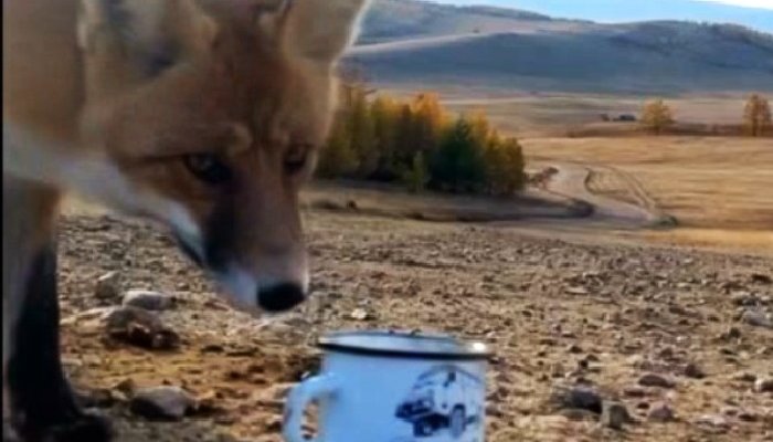 Лиса украла телефон у туристки на Ольхоне