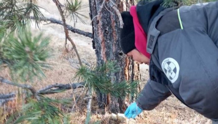 В Приангарье вакцинируют диких животных от бешенства