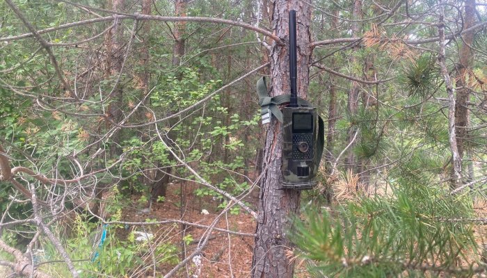Еще 67 фотоловушек установят в лесах Приангарья для поимки