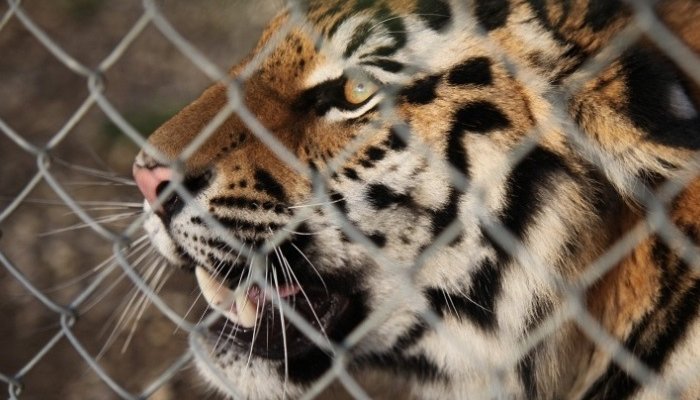 В Приморье тигр зашел на территорию частного дома (Видео)