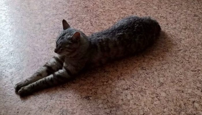 Полиция опросила владельца кота, который погиб после падения с балкона в Ново-Ленино (Видео)