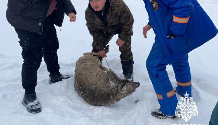 В Приангарье спасли косулю, провалившуюся в полынью (Видео)