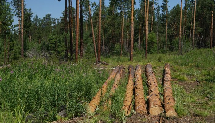 В 7,5 раз сократился объем незаконных рубок в Иркутской области