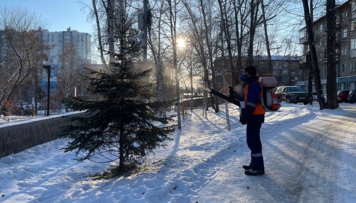 В Иркутске начали обрабатывать защитными химикатами хвойные деревья