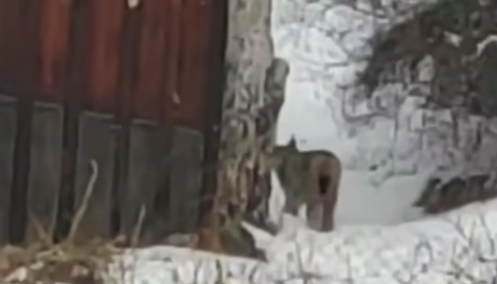 Рысь снова вышла к людям в Слюдянском районе (Видео)