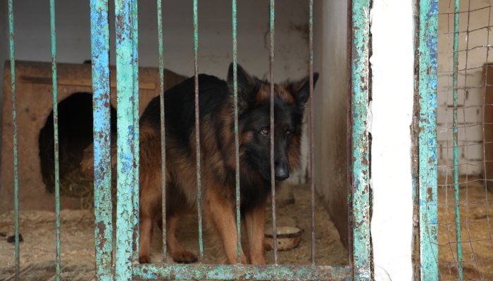 19 млн рублей выделят на создание приютов для животных в Приангарье