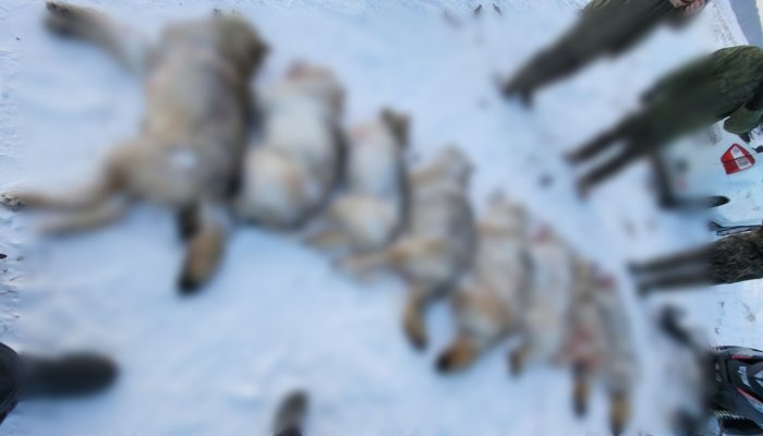 В Нукутском районе застрелили стаю волков