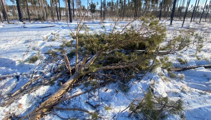 В Иркутском районе с поличным поймали черного лесоруба