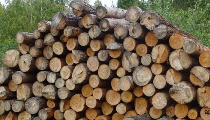 В Приангарье осудили группу нелегальных лесозаготовителей