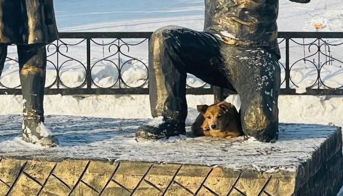 В Черемхово мэр помог найти хозяина замерзающей на улице собаки