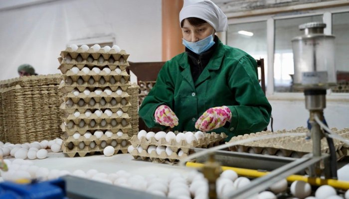 По итогам 2024 года объем производства куриных яиц в Приангарье увеличился на 2,8%