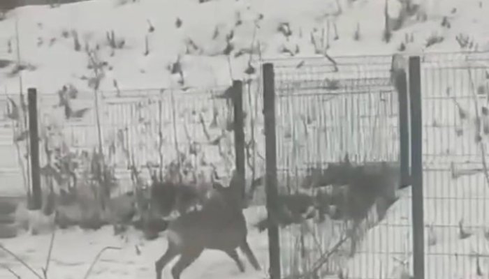В Шелехове косуля бегала по городу (Видео)