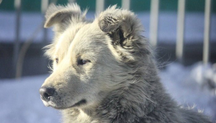 Иркутянам напоминают правила поведения при встрече с бездомными собаками