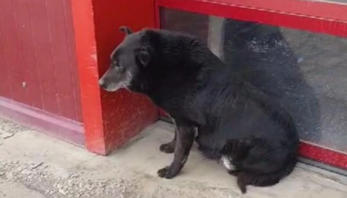В Иркутске девушка переехала собаку и скрылась (Видео)