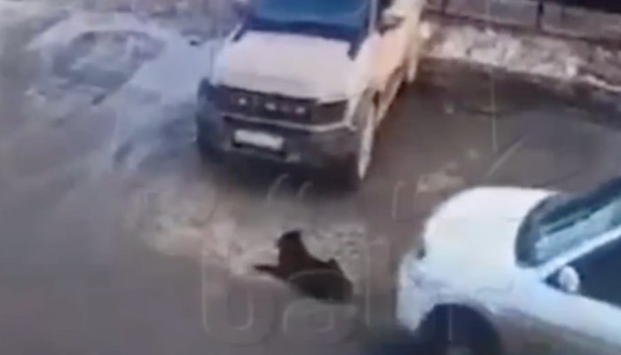 В Иркутске полиция нашла девушку, которая на машине переехала собаку