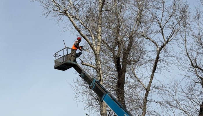 В Иркутске начали проводить формовочную обрезку деревьев