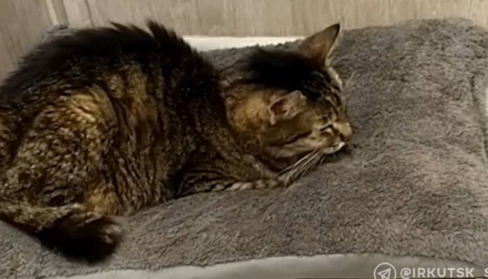 В Ангарске мужчина выбросил кошку из окна