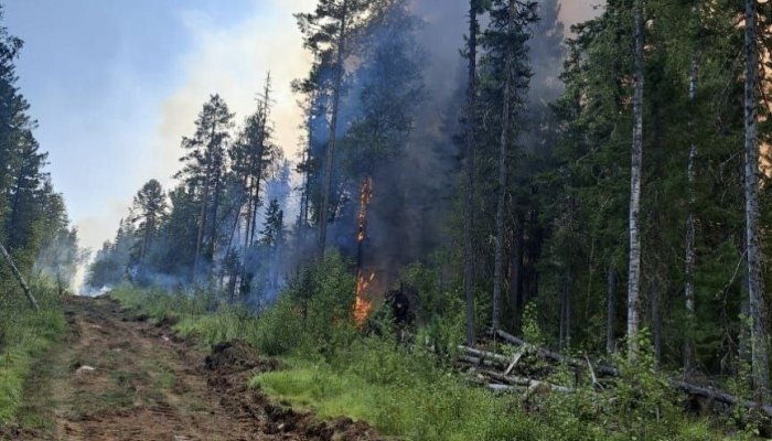 Иркутской области на землях лесного фонда за прошедшие сутки ликвидировано 11 пожаров