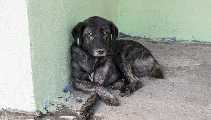В Иркутске уголовное дело возбуждено из-за нападения собак на людей