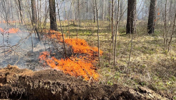 Пять лесных пожаров потушено за сутки в Приангарье