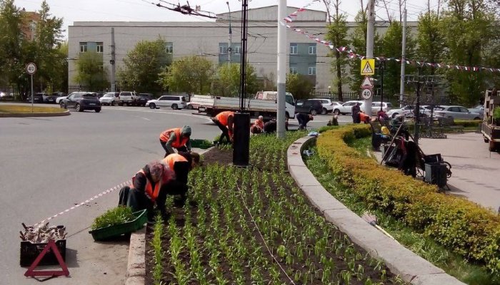 В Иркутске началась высадка цветов на городские клумбы