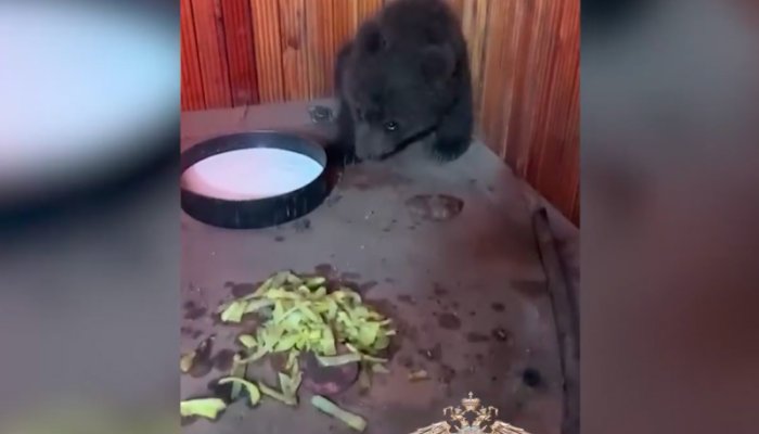 В Иркутской области разыскали мужчин, уронивших медвежонка с сосны (Видео)