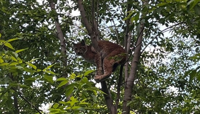 В центре Иркутска снова заметили рысь