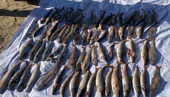 Возбуждено уголовное дело о незаконном вылове хариуса из Байкала