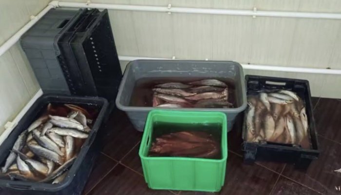 На Байкале браконьеры незаконно выловили омуля на 13,5 миллиона рублей