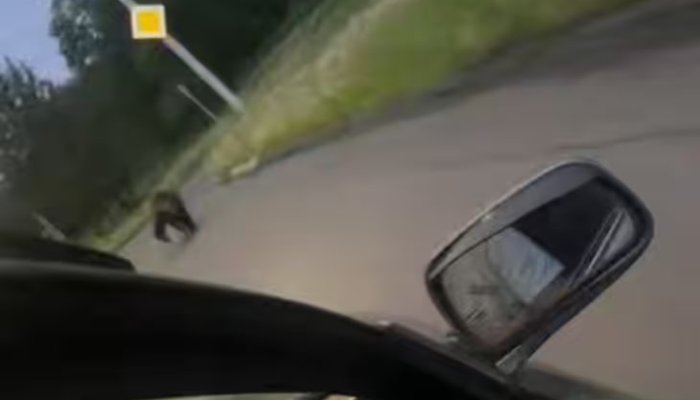 Медведь вышел к людям в Усть-Илимске (Видео)