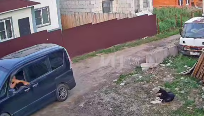 Полиция прокомментировала убийство собаки в Смоленщине