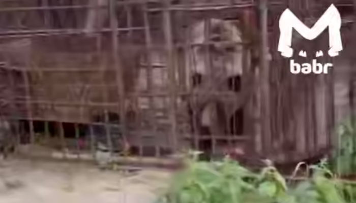 Брошенную в Листвянке медведицу заберут в «К-9»
