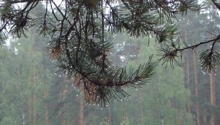 Три лесных пожара потушено за сутки в Приангарье