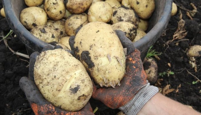 Фермеры Приангарья начали сбор урожая раннего картофеля