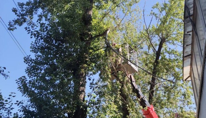 В Иркутске проводят санитарную обрезку деревьев