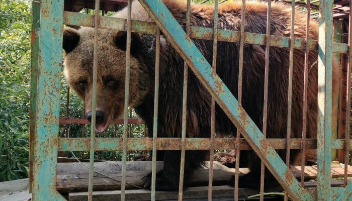 Брошенная медведица Маша заселилась в новый вольер
