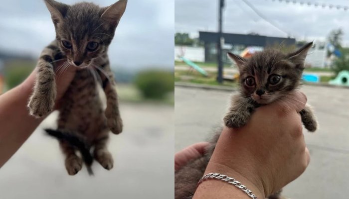 В иркутском зоопарке ищут хозяев для подброшенных котят