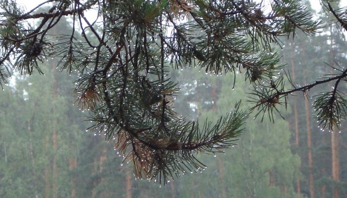 В Приангарье потушены все лесные пожары