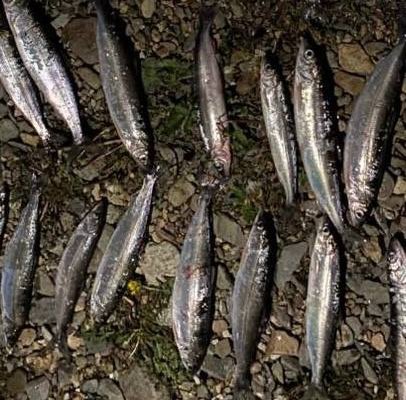 Незаконно добытую рыбу обнаружили у 27-ленего жителя Ольхона