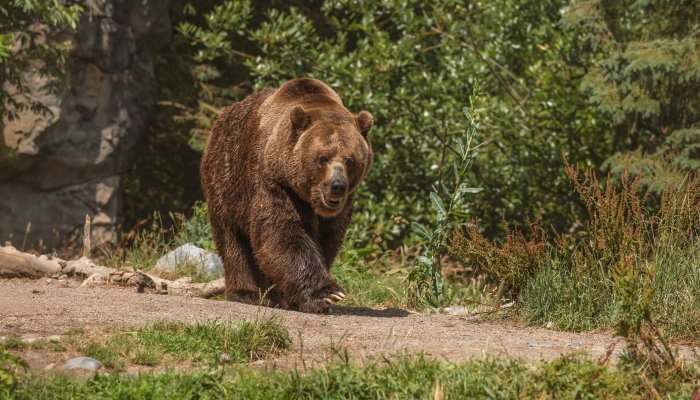 Полиция предупредила братчан о свежих медвежьих следах