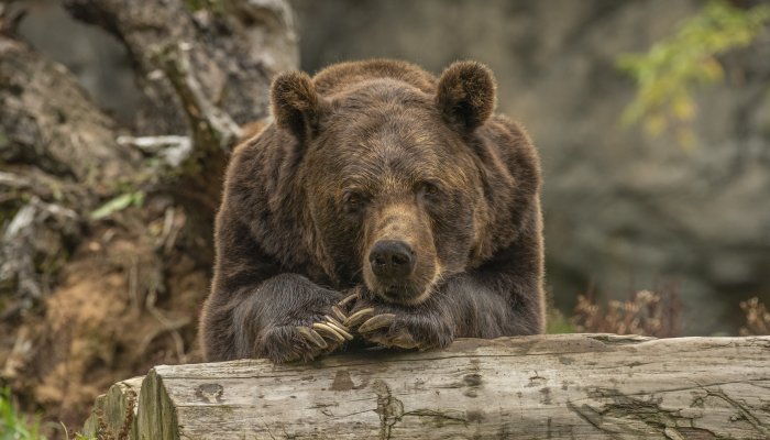 Несколько медведей снова вышли к людям на севере Приангарья