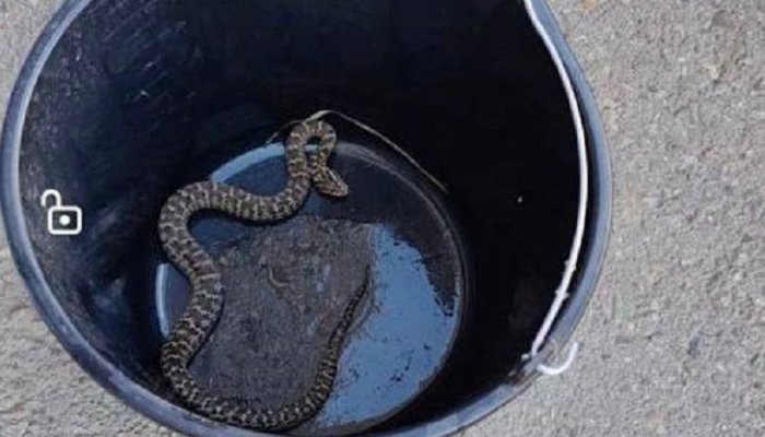 В Иркутске на игровой площадке обнаружена змея