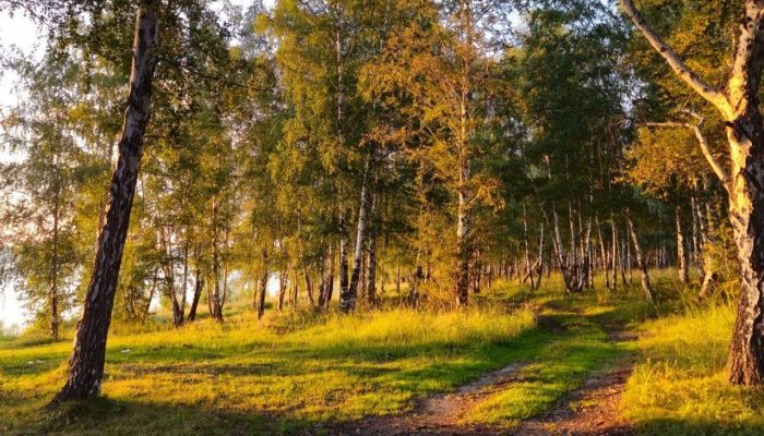 Прогноз погоды на 1 сентября в Иркутске: тепло, но возможен дождь