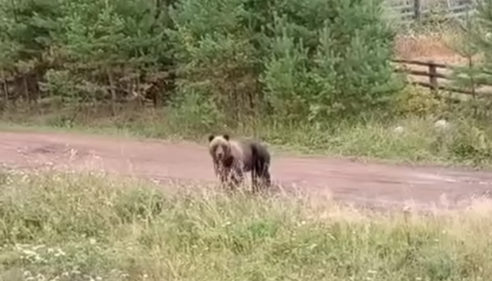В Братском и Усть-Илимском районах снова заметили медведей