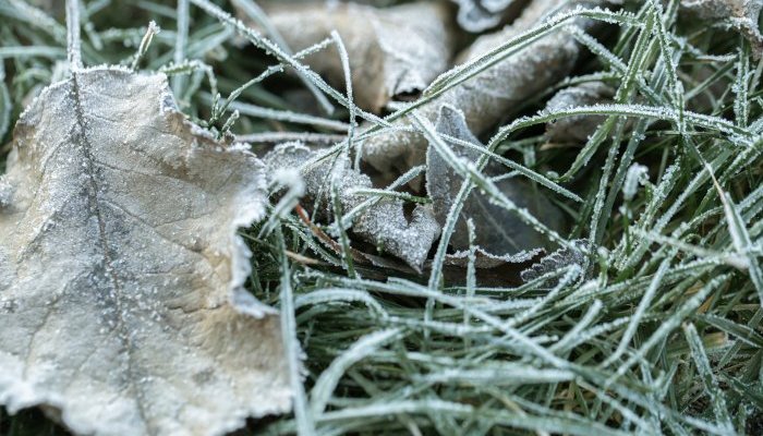 В понедельник в Приангарье ожидаются заморозки